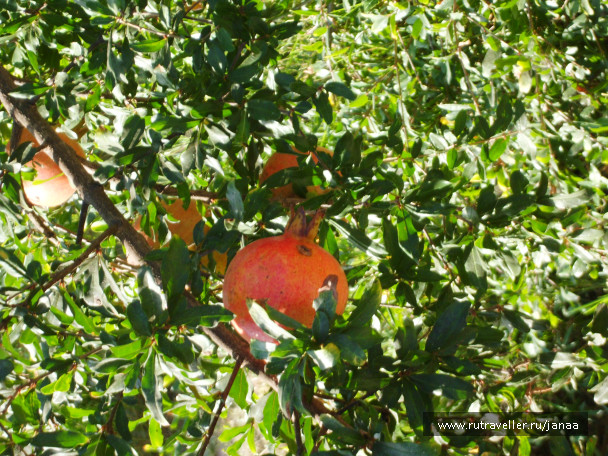 photo 644695