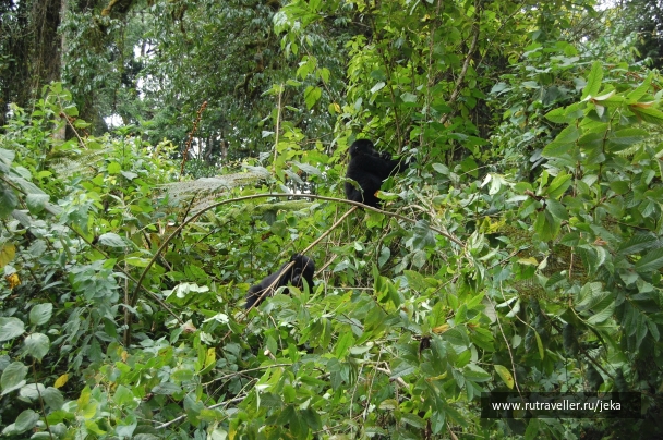 photo 767692