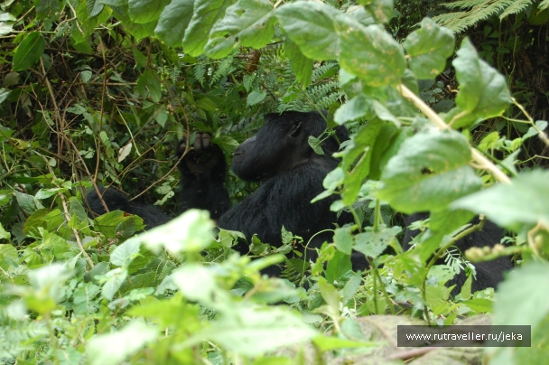 photo 767694
