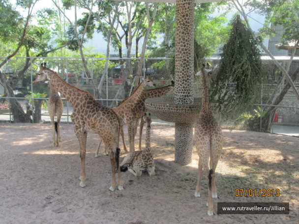 photo 249385