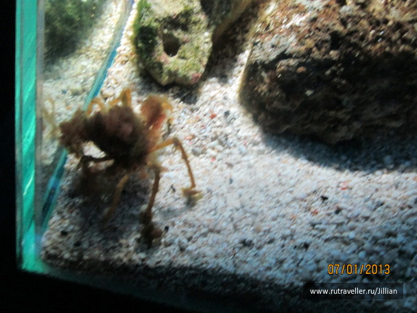 photo 249454