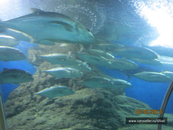 photo 249455