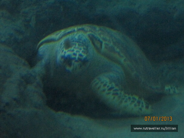 photo 249456