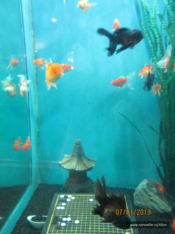 photo 249457