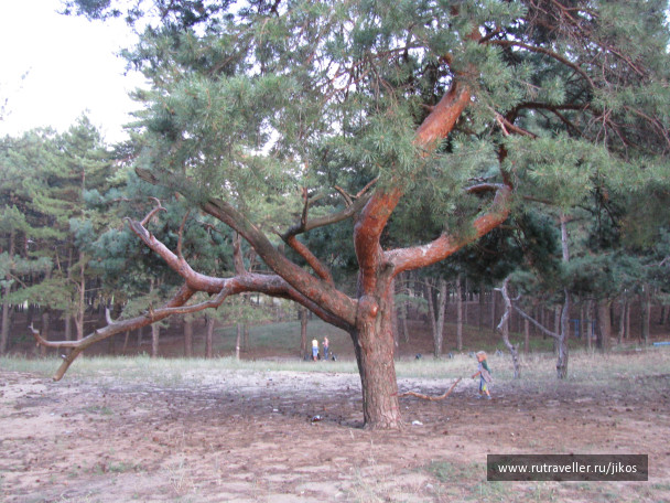 photo 85818