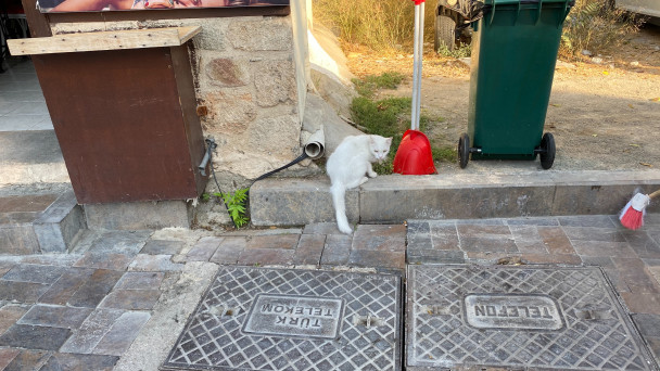 photo 1948421