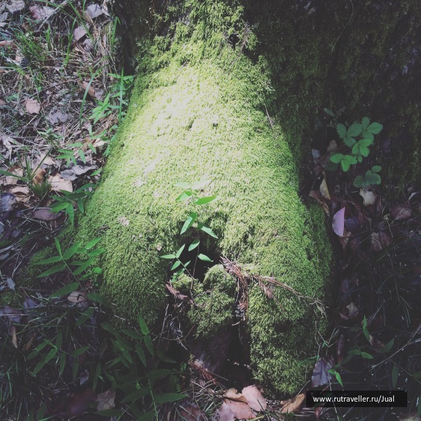 photo 1331029