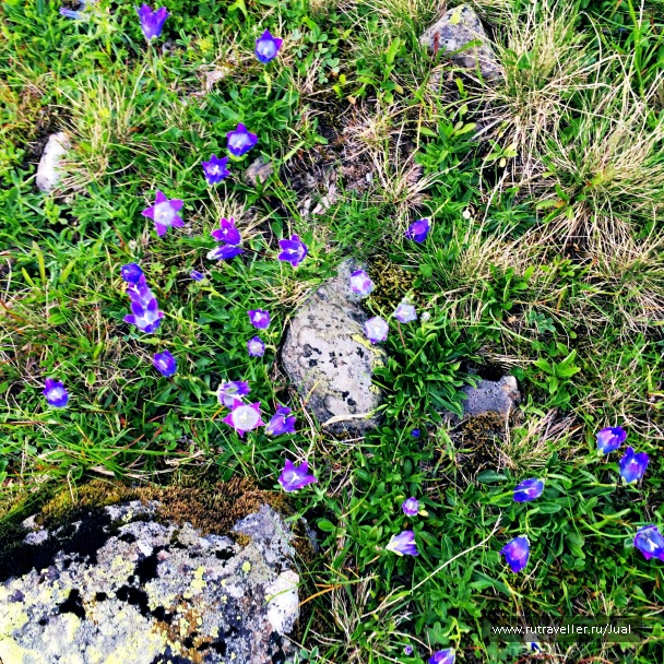 photo 1335046