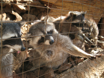 photo 147173