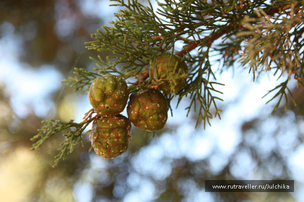 photo 147202