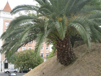 photo 207231