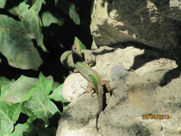 photo 656373