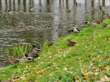 photo 917501