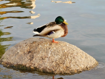 photo 903086