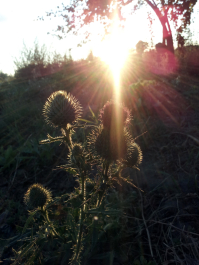 photo 678473