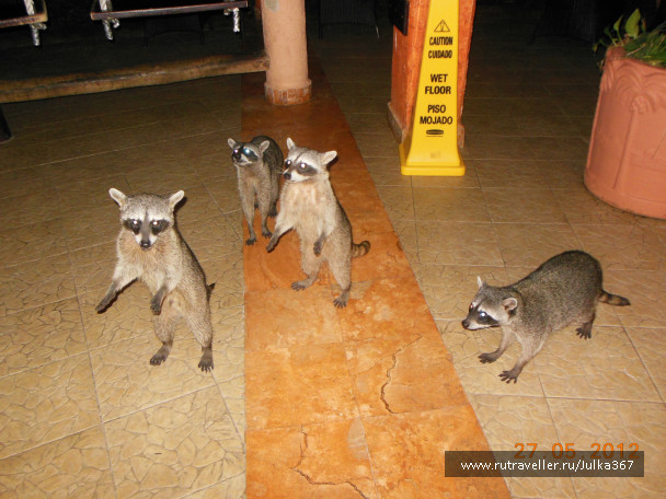 photo 236809