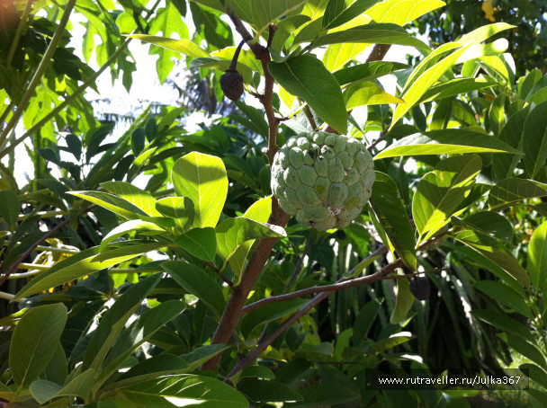 photo 236967