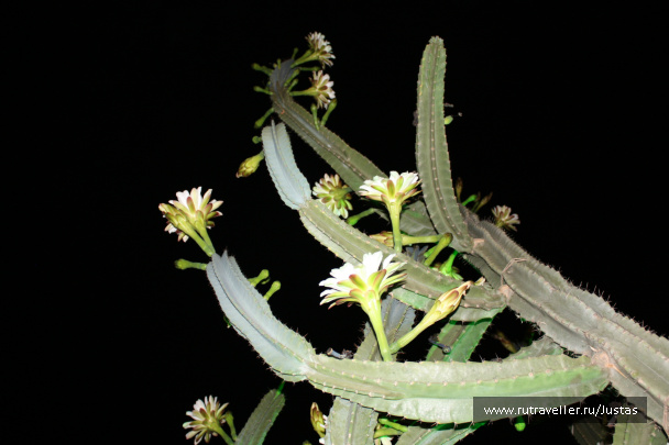 photo 326975
