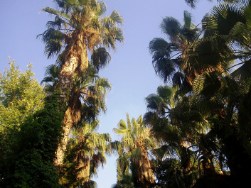 photo 339054