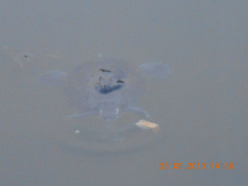 photo 385464