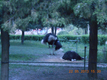 photo 385465
