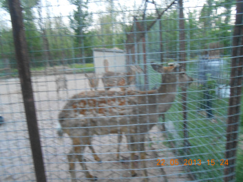 photo 385466