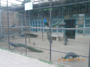 photo 385467