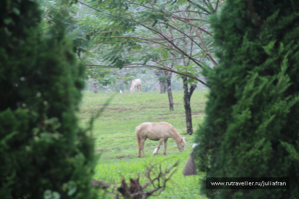 photo 600817