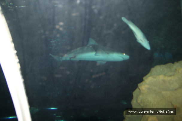 photo 600927