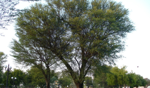 P1130639