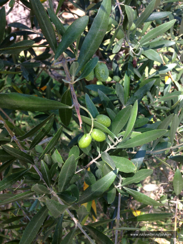 photo 462314