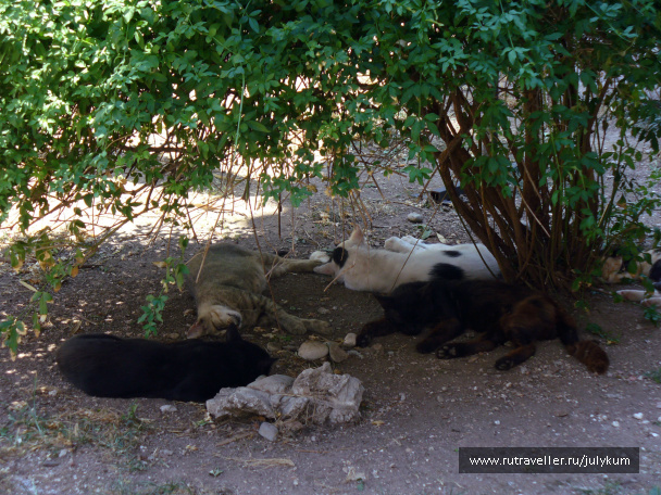 photo 462619