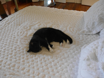 photo 1228789