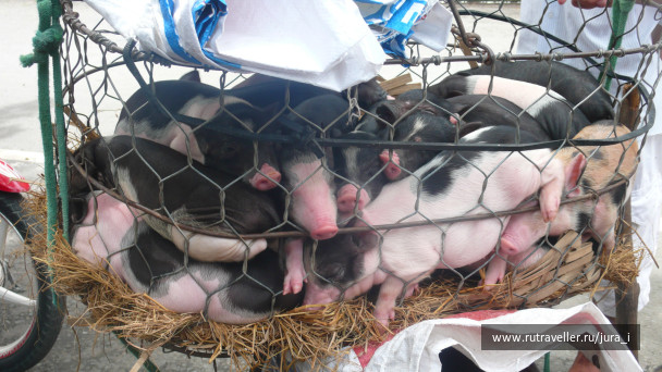 photo 42557