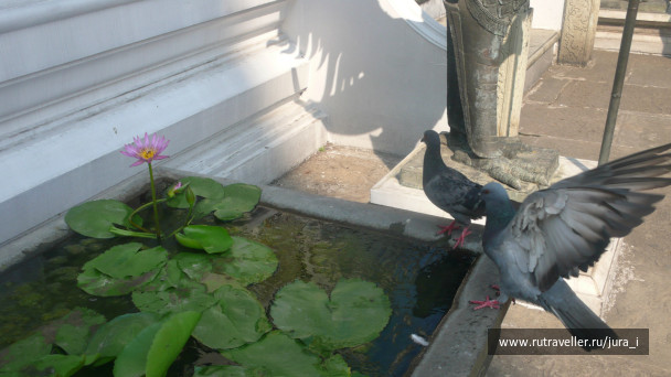 photo 42419