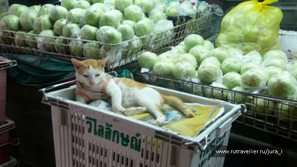 photo 42420