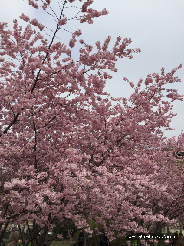 photo 1462738