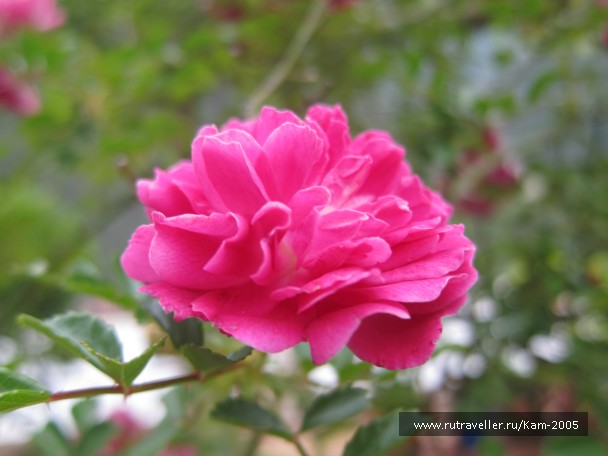 photo 765215