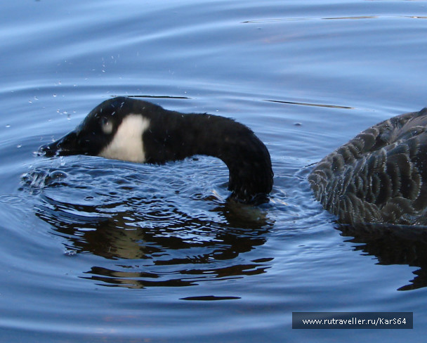 photo 133742