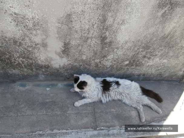 photo 293889