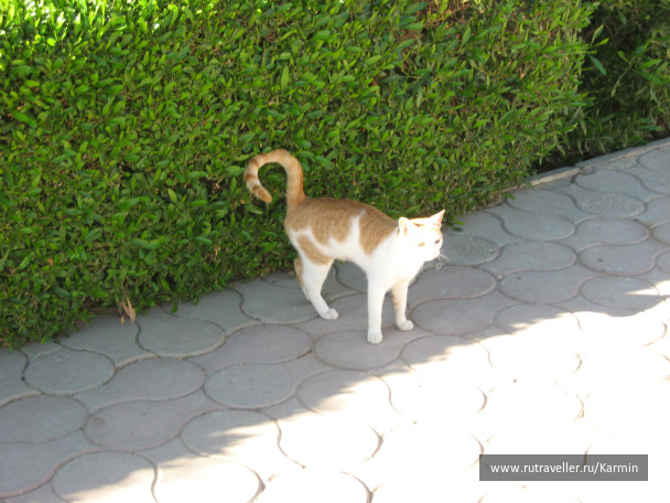 photo 419194
