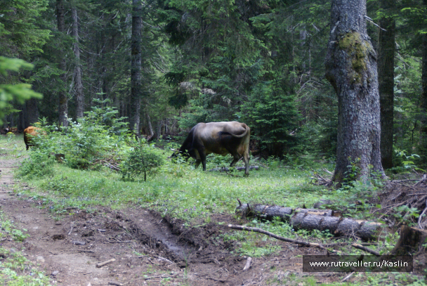 photo 1294243