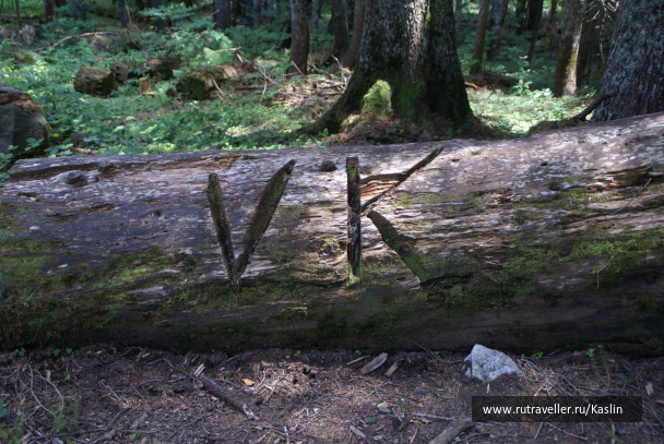 photo 1294245