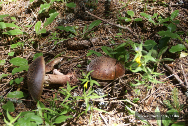 photo 1294255