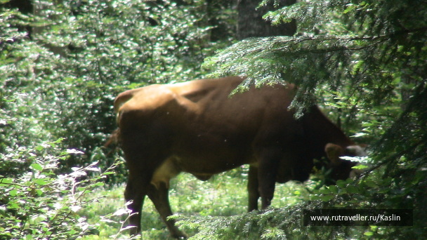 photo 1294271