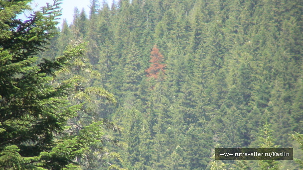 photo 1294273