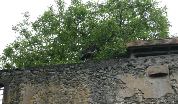 Die Ronneburg
