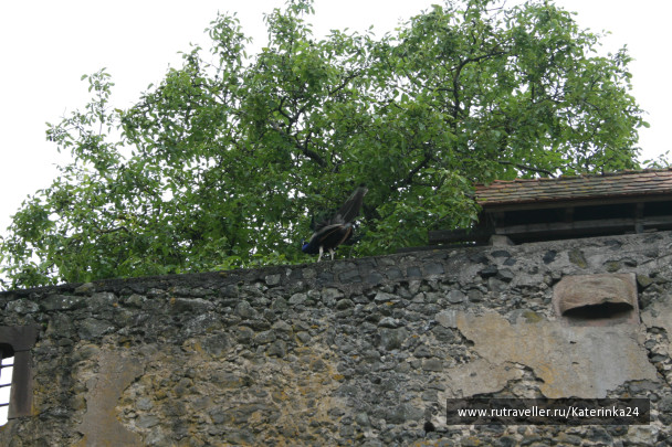 photo 285711