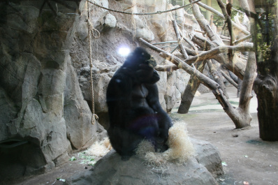 photo 285878