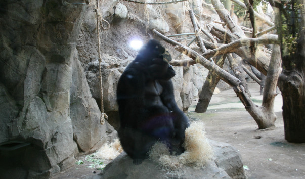 «Zoo Frankfurt»